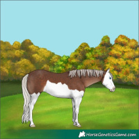 Horse Color:Silver Black Splash 