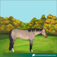 Horse Color:Brown Dun 