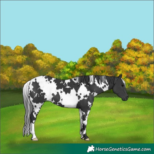 Horse Color:White Spotted Black
