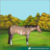 Horse Color:Brown Dun Sabino 