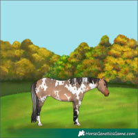 Horse Color:White Spotted Brown Dun 