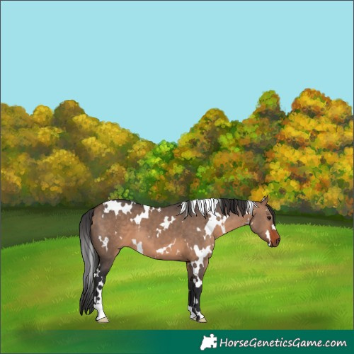 Horse Color:White Spotted Brown Dun