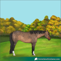Horse Color:Brown Dun 