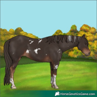 Horse Color:White Spotted Liver Chestnut Tobiano 