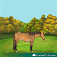 Horse Color:Buckskin 