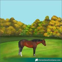 Horse Color:Brown 