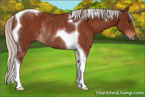 Horse Color:Silver Bay Tobiano Rabicano 