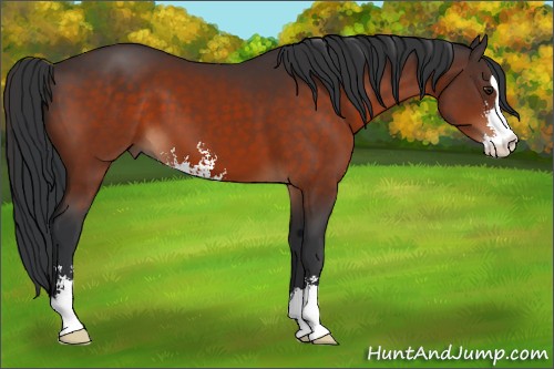 Horse Color:Brown Sabino 