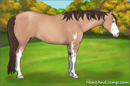 Horse Color:Sable Champagne Sabino 