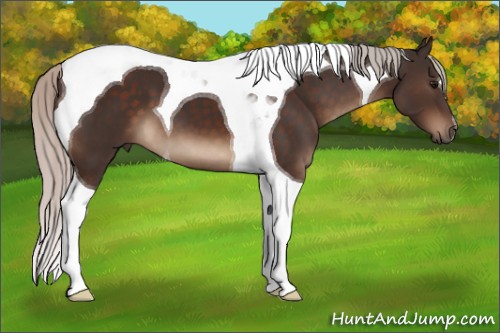 Horse Color:Silver Brown Tobiano 