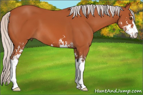 Horse Color:Silver Brown Sabino 