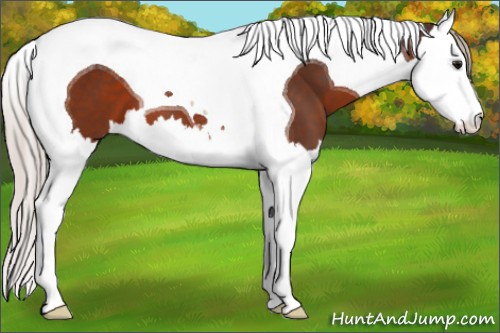 Horse Color:Silver Brown Splash Tobiano 