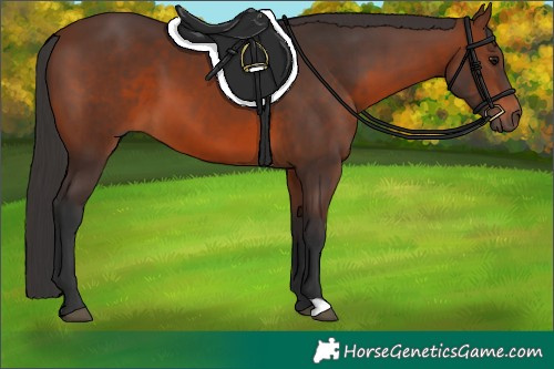 Horse Color:Brown 