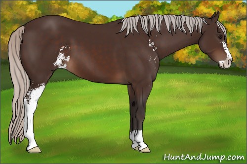 Horse Color:Silver Brown Sabino 