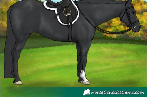 Horse Color:Black 
