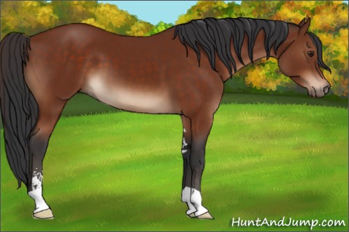 Horse Color:Brown Sabino 