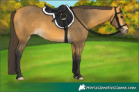 Horse Color:Buckskin 