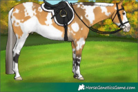 Horse Color:White Spotted Buckskin Frame 