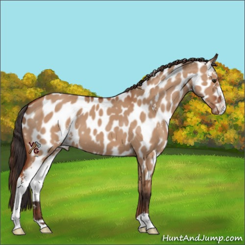Horse Color:Bay Dun Sabino Appaloosa 