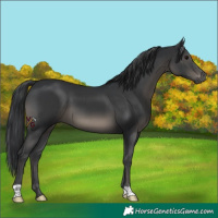 Horse Color:Black