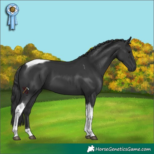 Horse Color:Black Tobiano 