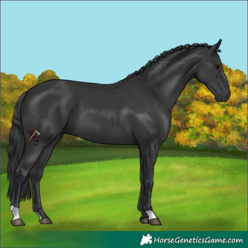 Horse Color:Black 