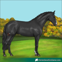 Horse Color:Black Sabino 