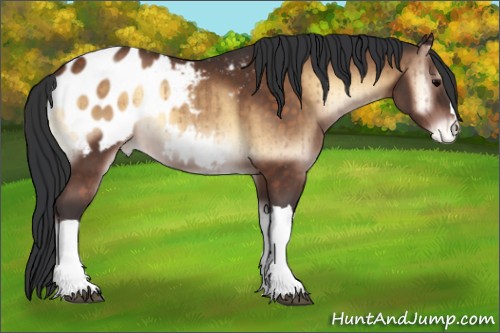 Horse Color:Brown Onyx Appaloosa Brindle 