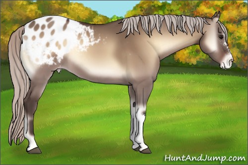 Horse Color:Silver Brown Onyx Appaloosa 