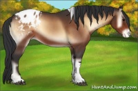 Horse Color:Bay Onyx Tobiano Appaloosa