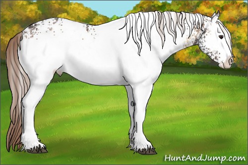 Horse Color:White Spotted Liver Red Onyx Appaloosa 