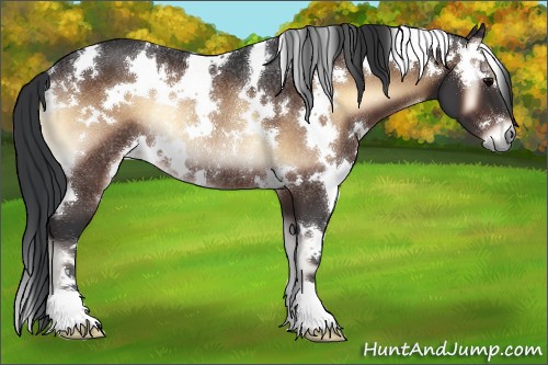 Horse Color:White Spotted Brown Onyx Rabicano 