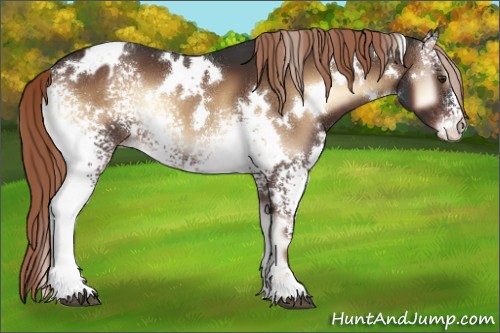 Horse Color:White Spotted Liver Red Onyx Appaloosa 