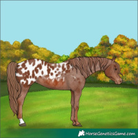 Horse Color:Chestnut Appaloosa 
