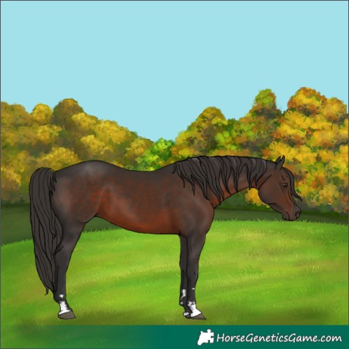 Horse Color:Liver Chestnut 