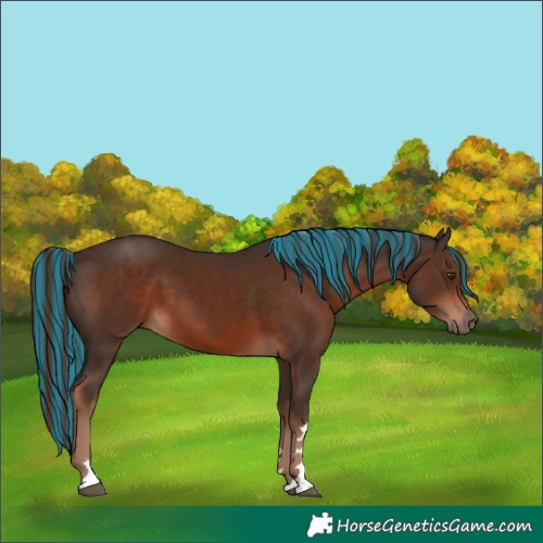 Horse Color:Painted Liver Chestnut