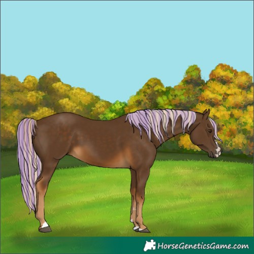 Horse Color:Painted Chocolate Palomino 