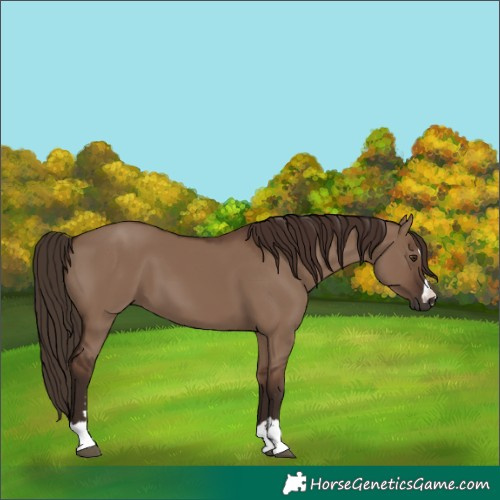Horse Color:Liver Red Dun 