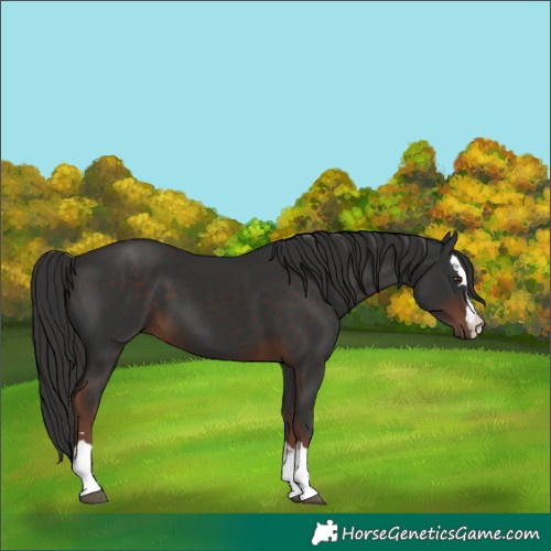Horse Color:Liver Chestnut 