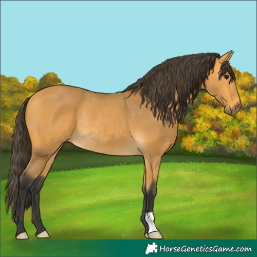 Horse Color:Buckskin Rabicano 