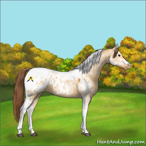 Horse Color:Buckskin Dun Tobiano Appaloosa 