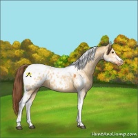Horse Color:Buckskin Dun Tobiano Appaloosa 