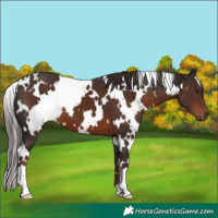 Horse Color:White Spotted Liver Chestnut 