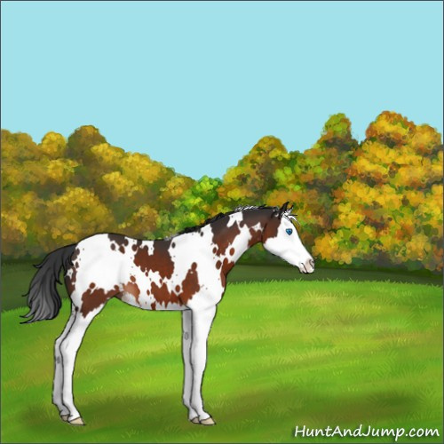 Horse Color:White Spotted Brown Splash