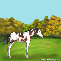 Horse Color:White Spotted Brown Splash 