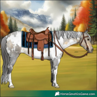 Horse Color:White Spotted Buckskin 