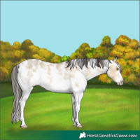Horse Color:Buckskin Dun Sabino