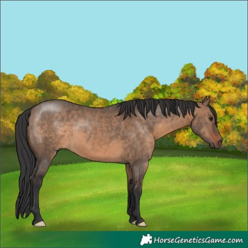 Horse Color:Brown Dun 