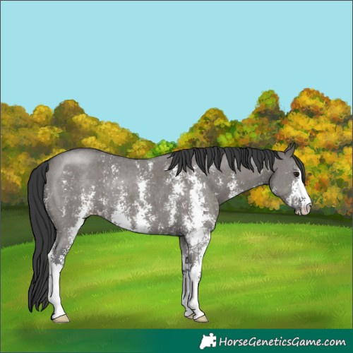 Horse Color:Grullo Sabino