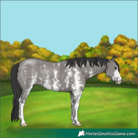 Horse Color:Grullo Sabino 